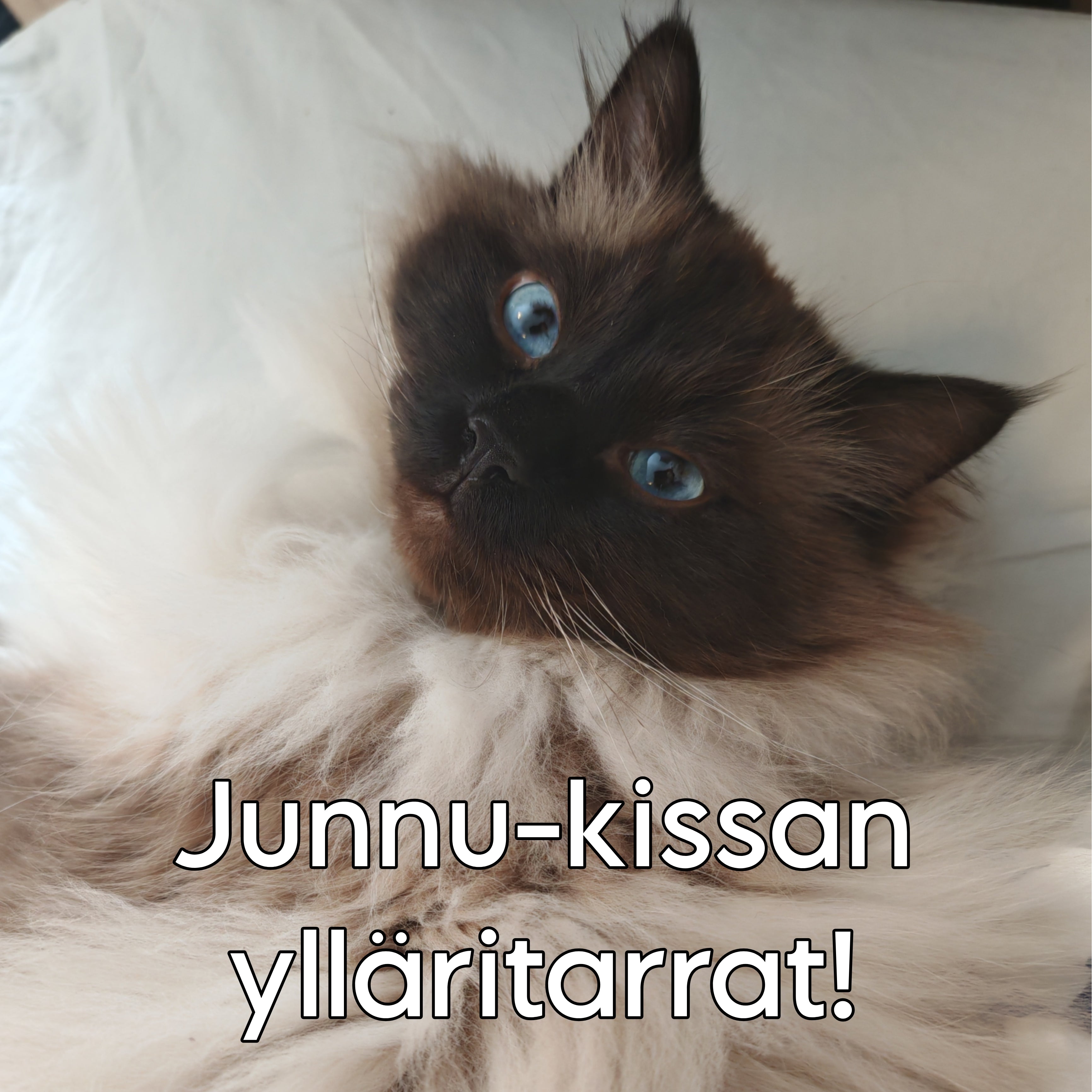 10 kpl eeppisiä Junnu-kissan valitsemia ylläritarroja! 🔥